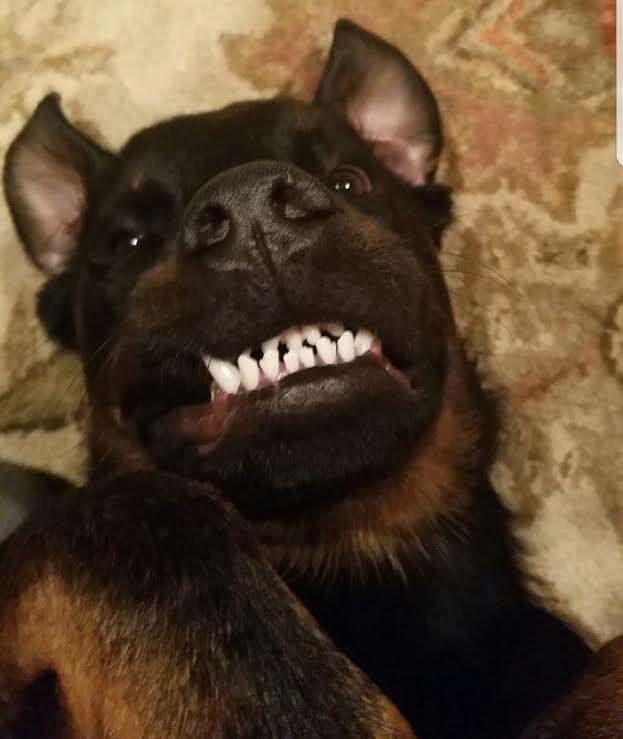 Dog with pronounced underbite