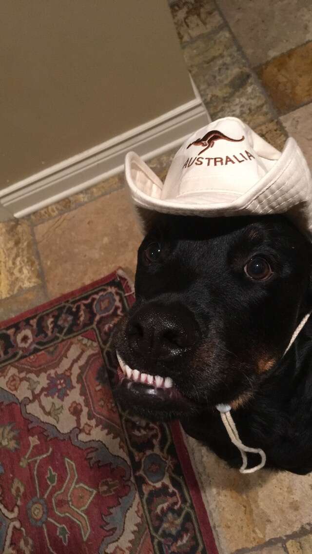 Dog with funny teeth wearing a hat