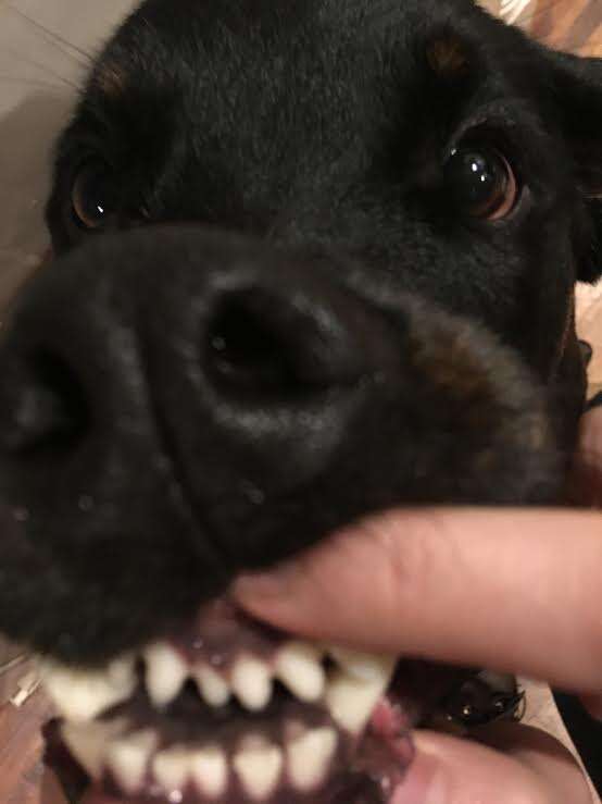 Dog with pronounced underbite