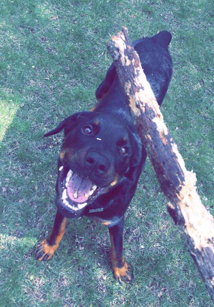 Dog playing with stick out in yard