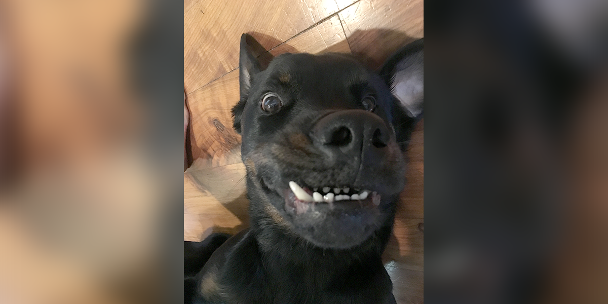 Rottweiler Puppy With Severe Underbite Wins Family's Heart The Dodo