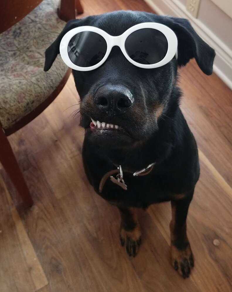 Dog with pronounced underbite and sunglasses