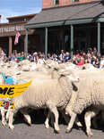 U.S. of Awesome: Trailing of the Sheep Festival