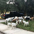 goats idaho