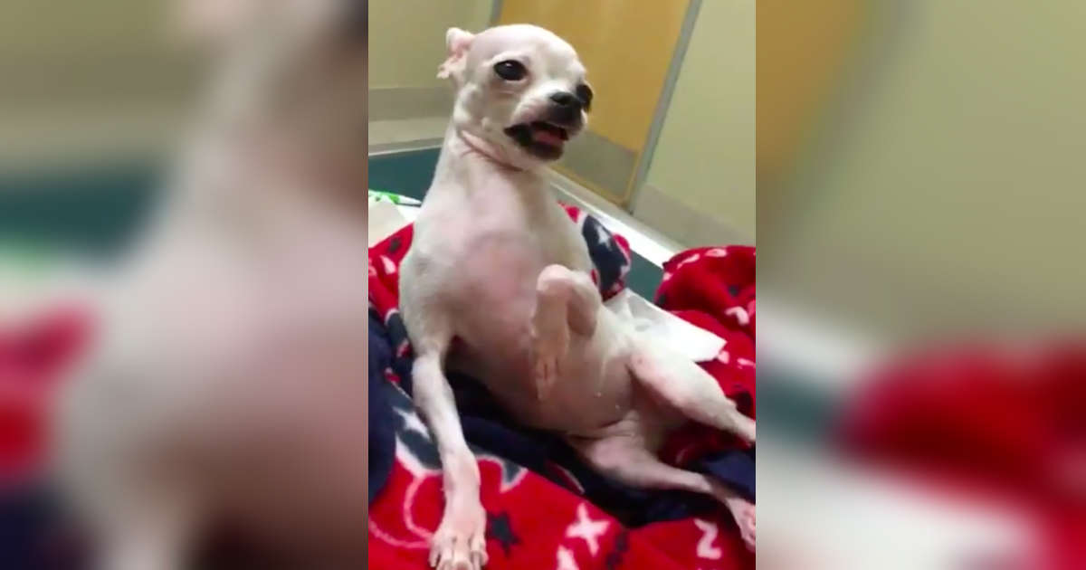 Chihuahua Who Ate Marijuana Edible Shows Dangers Of Pot For Dogs The Dodo
