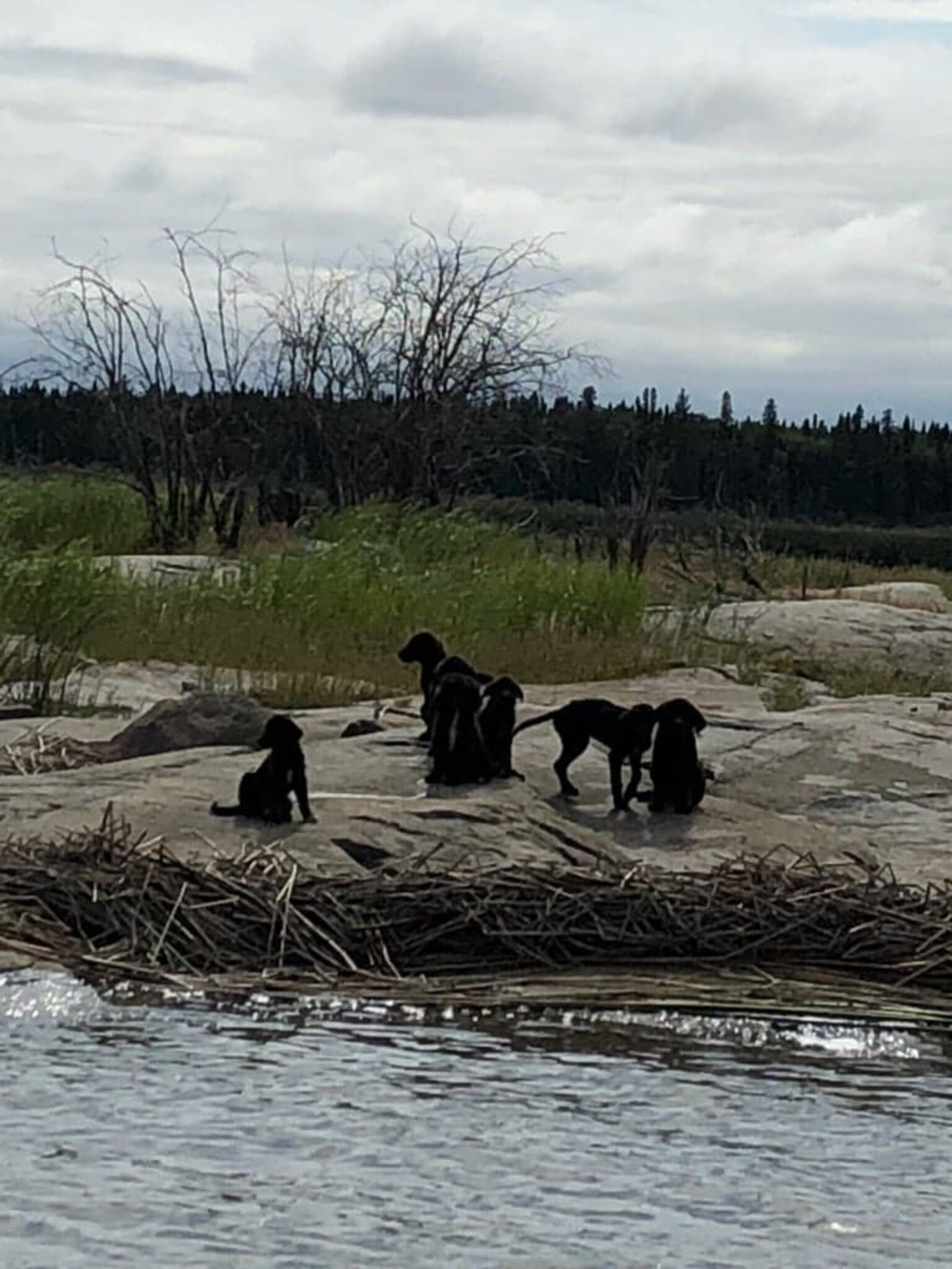 Seven Puppies Rescued From Deserted Canadian Island - The Dodo