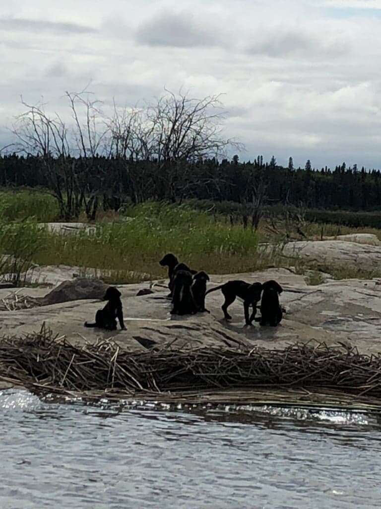 Puppies stranded on an island in northern Manitoba