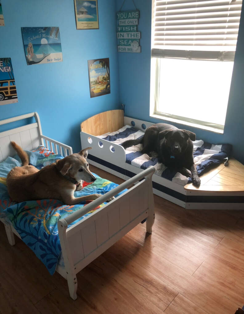 7 rescue dogs and their toddler beds