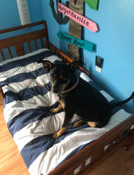 7 rescue dogs and their toddler beds