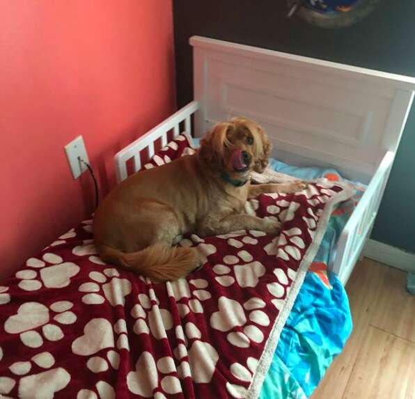 7 rescue dogs and their toddler beds 