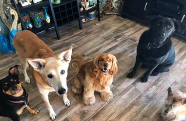 7 rescues dogs and their toddler beds