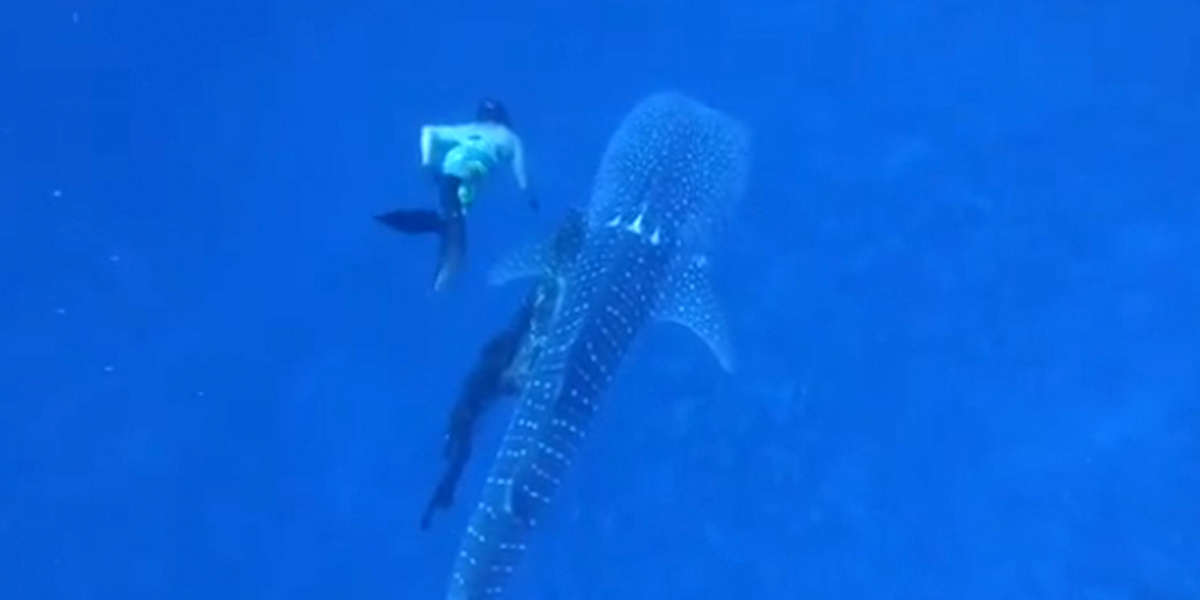 Family On Diving Trip Saves A Tangled Whale Shark - The Dodo