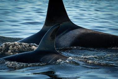 J50 swimming close to her mom