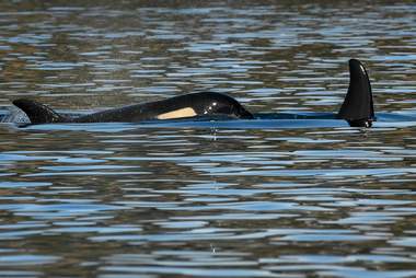 J50 swimming with her sister