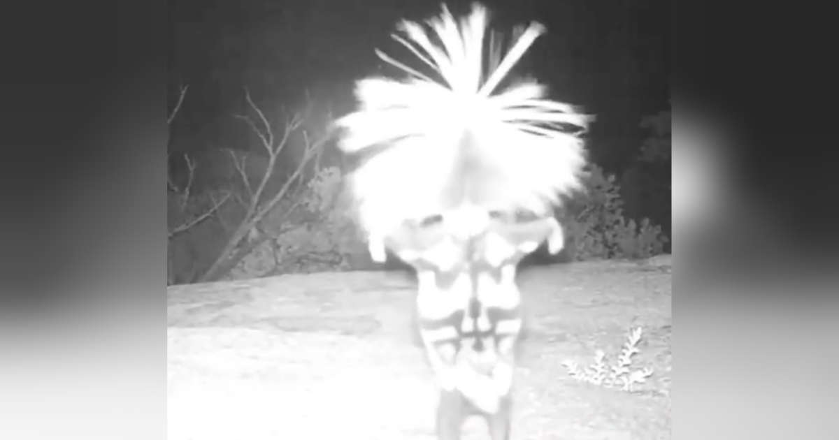Weird Tiki Dance Caught On Hidden Wildlife Camera Baffles Viewers