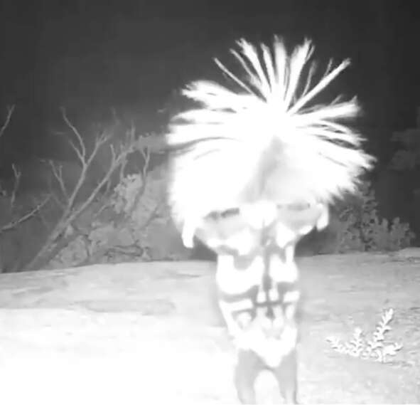 Spotted skunk caught on hidden wildlife cam doing a little dance