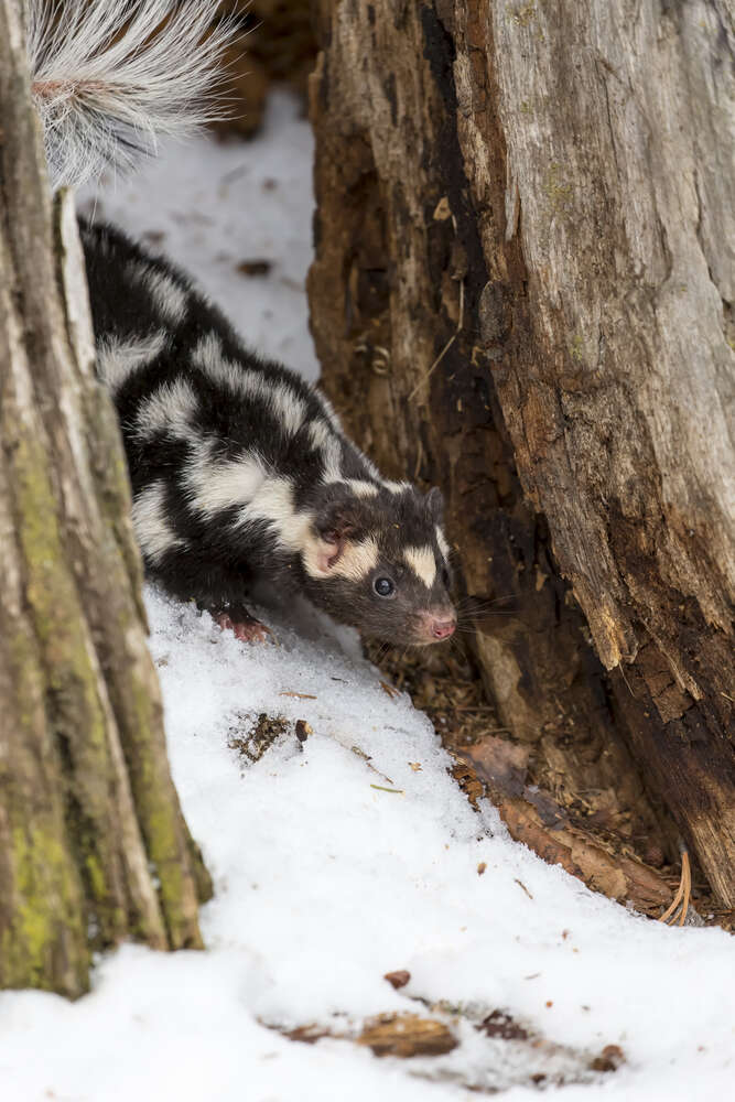 Spotted skunk in the wild