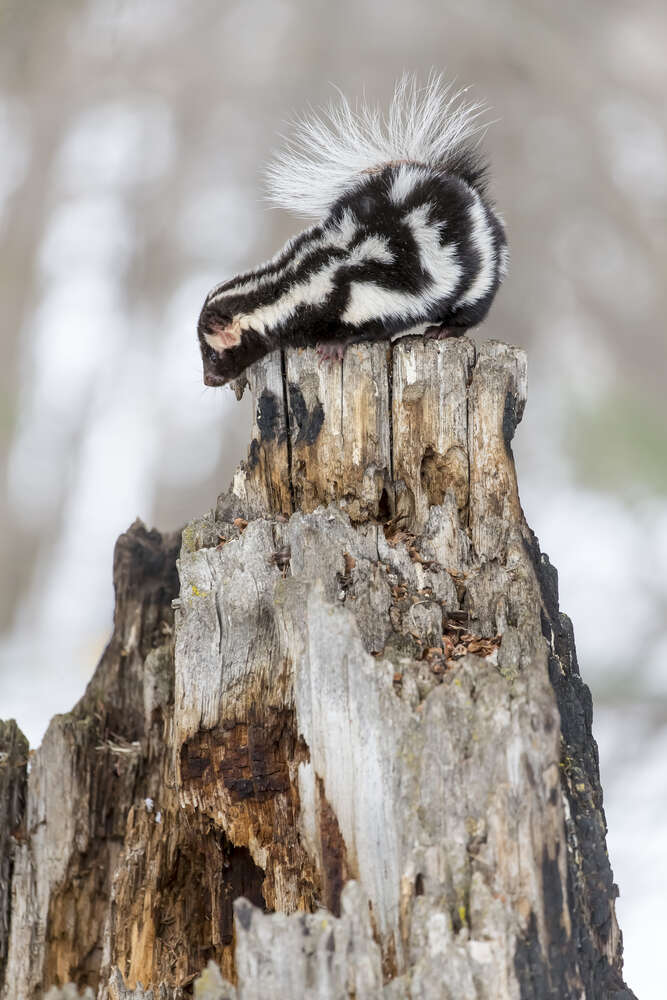 Spotted skunk on tree trunk