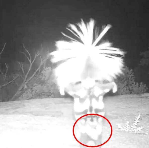 Spotted skunk caught on hidden wildlife cam doing a little dance