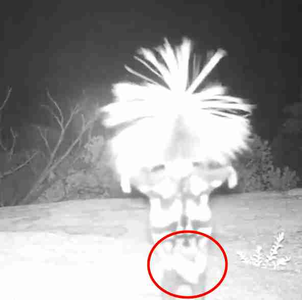 Weird Tiki Dance Caught On Hidden Wildlife Camera Baffles Viewers