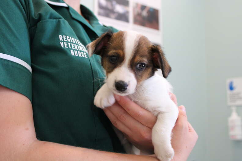 puppy turned in to police