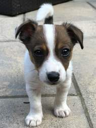 puppy turned in to police