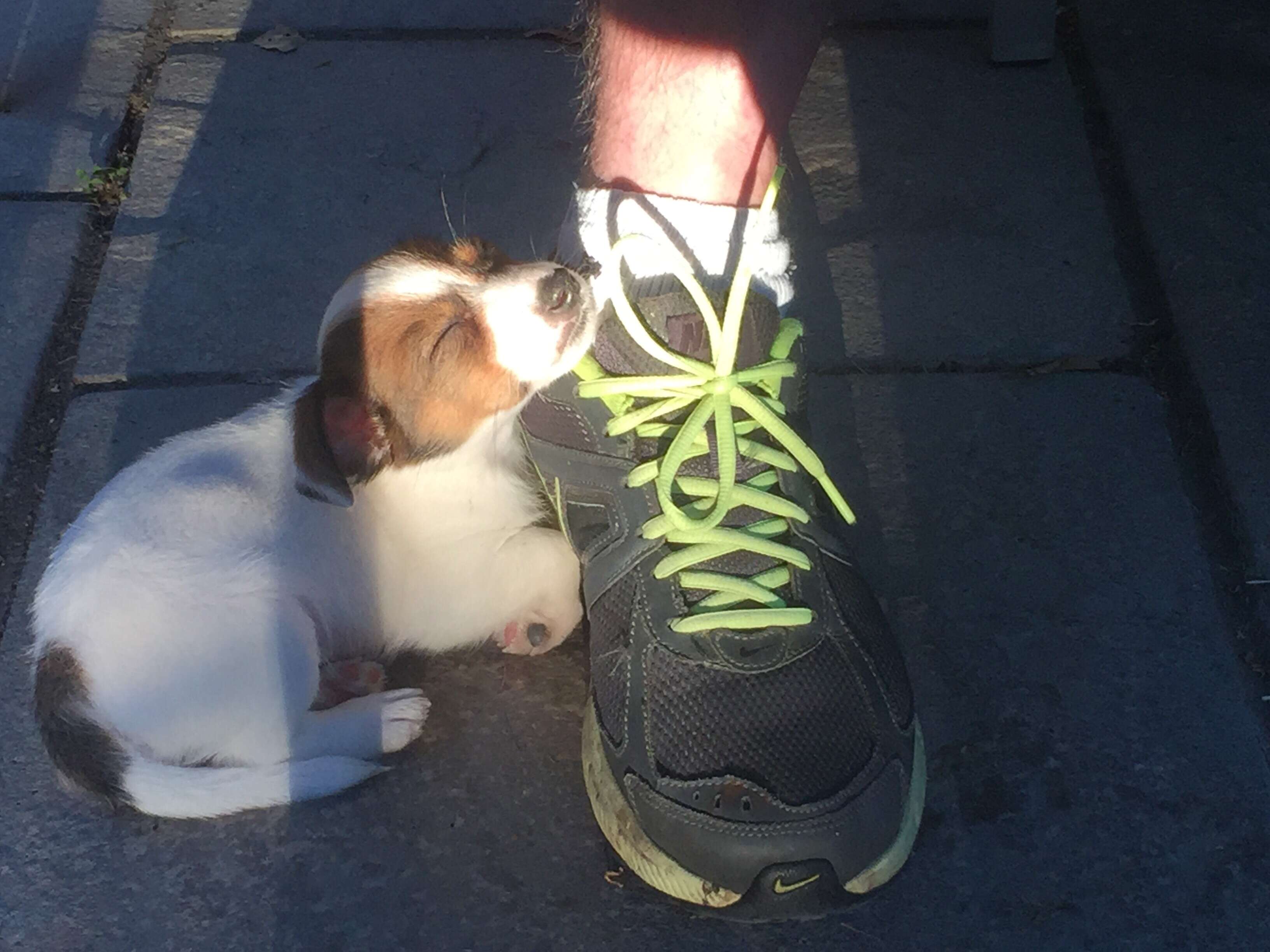 puppy turned in to police