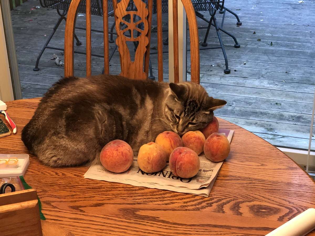 Ozzy the cat who loves peaches