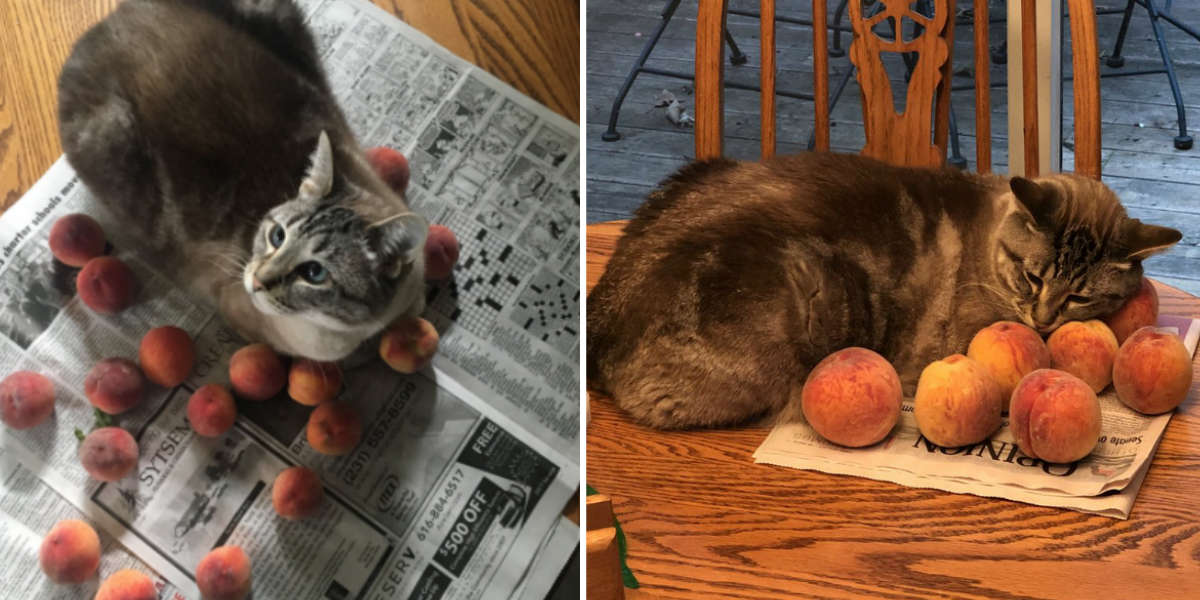 Cat Who Loves To Cuddle Peaches An Sensation The Dodo