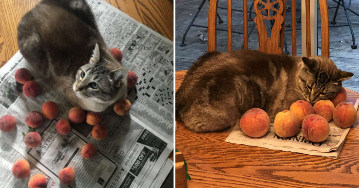 Cat Who Loves To Cuddle Peaches Becomes An Internet Sensation - The Dodo