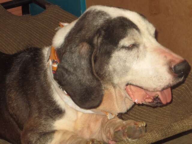 Old basset hound sleeping on bed