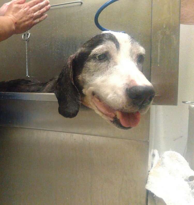 Old basset hound getting a bath
