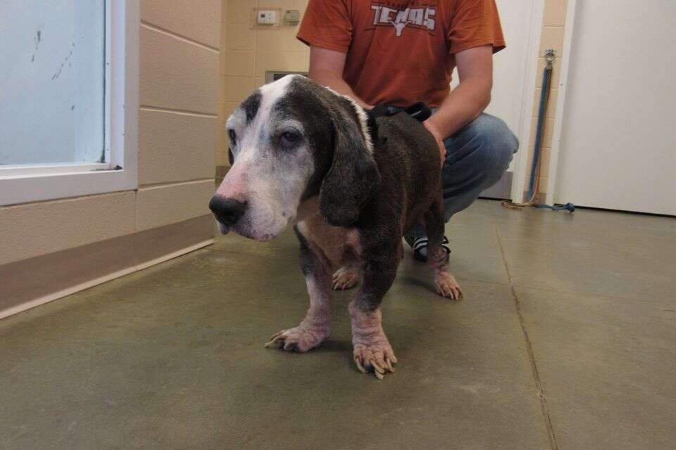 Old basset hound at city shelter