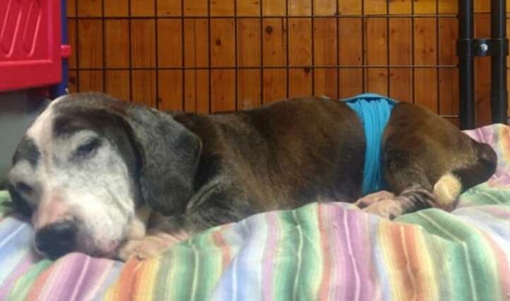 Senior basset hound sleeping on bed
