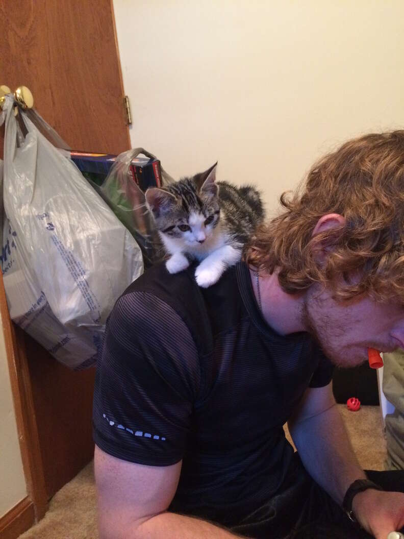 not a cat person guy adopts a kitten