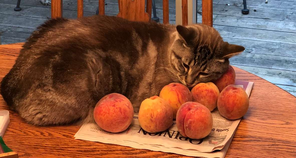 Ozzy the Cat Loves Cuddling Peaches Twitter Reacts to the Viral Photo Thrillist