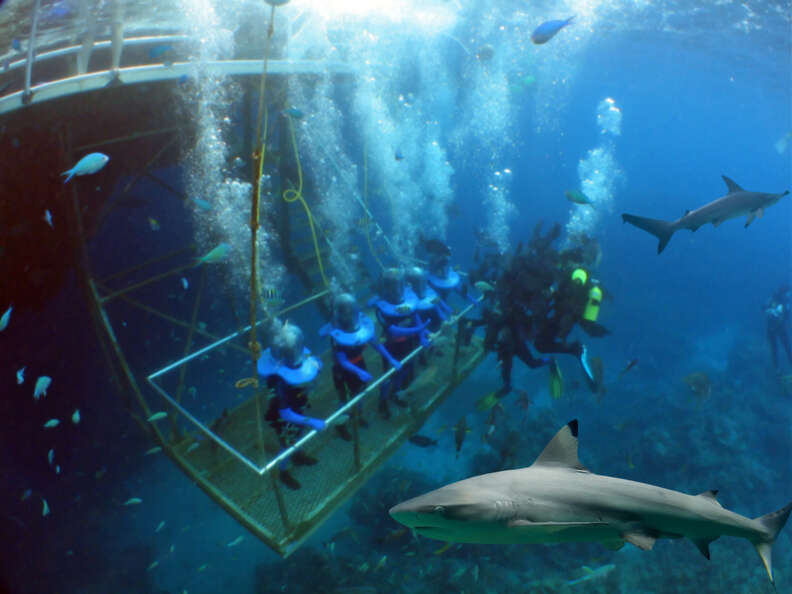 Bear Grylls Adventure Park Set To Open Shark Diving Tank - The Dodo