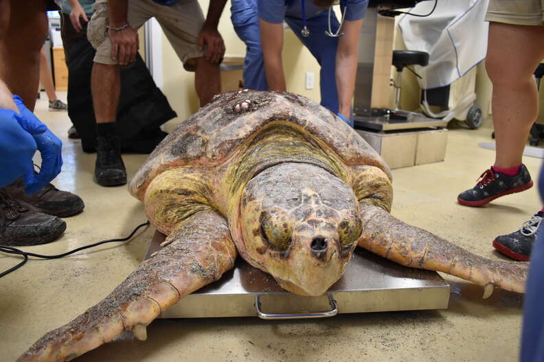 Sea turtle with red tide poisoning
