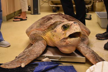 Sea turtle with red tide poisoning rescued in Florida