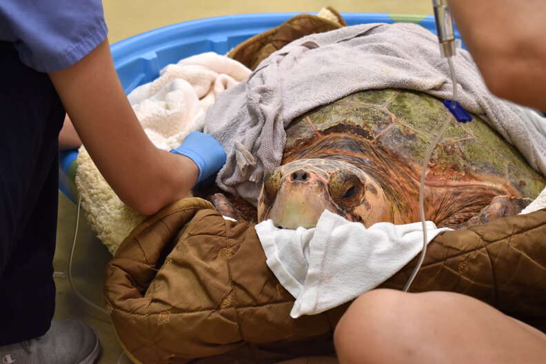 Sea turtle at rescue center for red tide poisoning