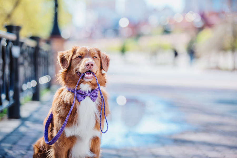 Most Pet Friendly Cities in America in 2018, Ranked by WalletHub