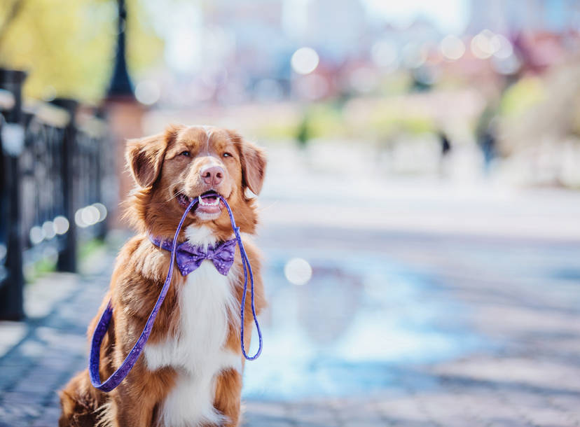 Most Pet Friendly Cities In America In 2018 Ranked By Wallethub Thrillist