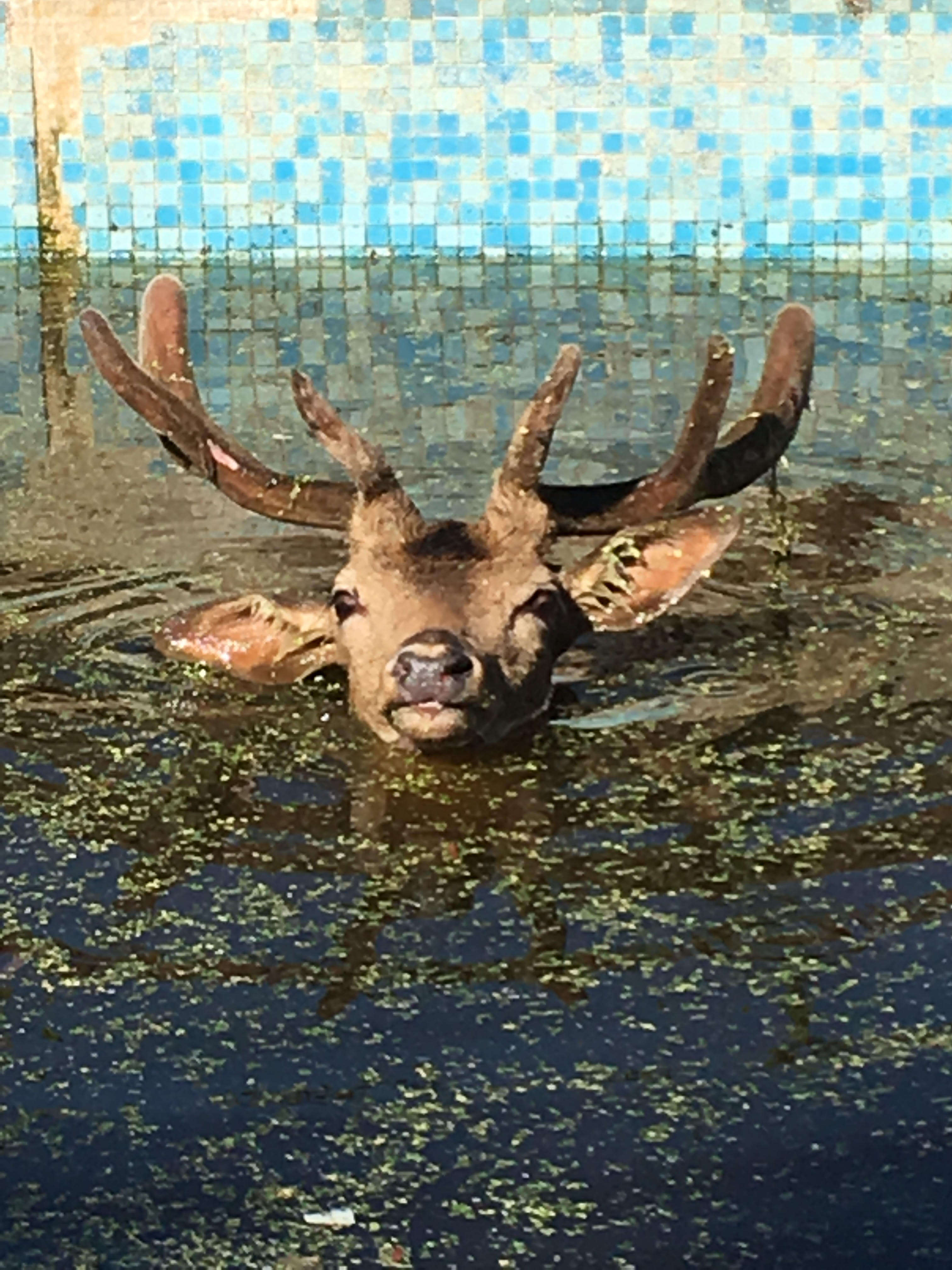 deer stuck in pool