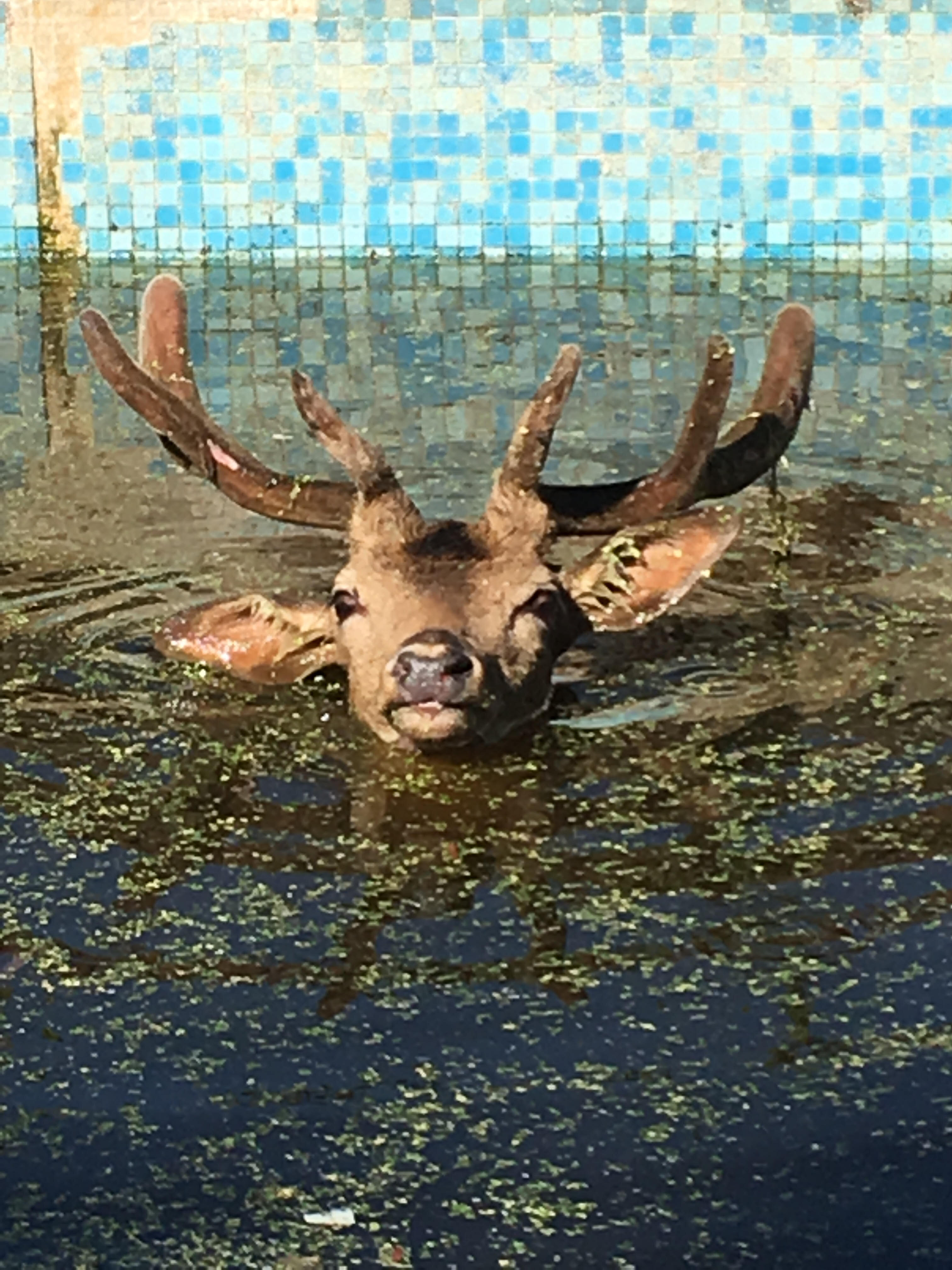 Deer Stuck In Pool