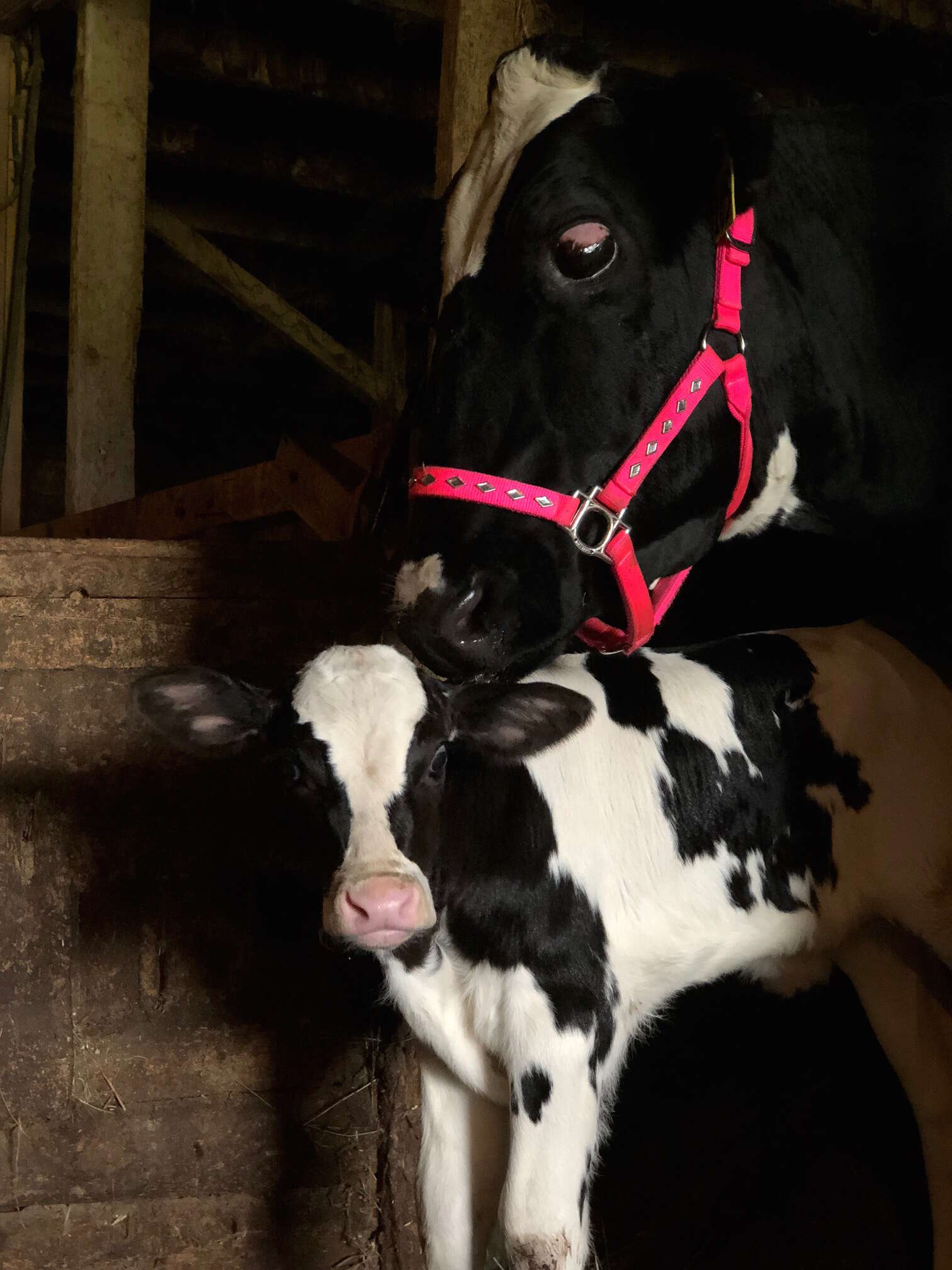 Cow and calf saved from dairy farm