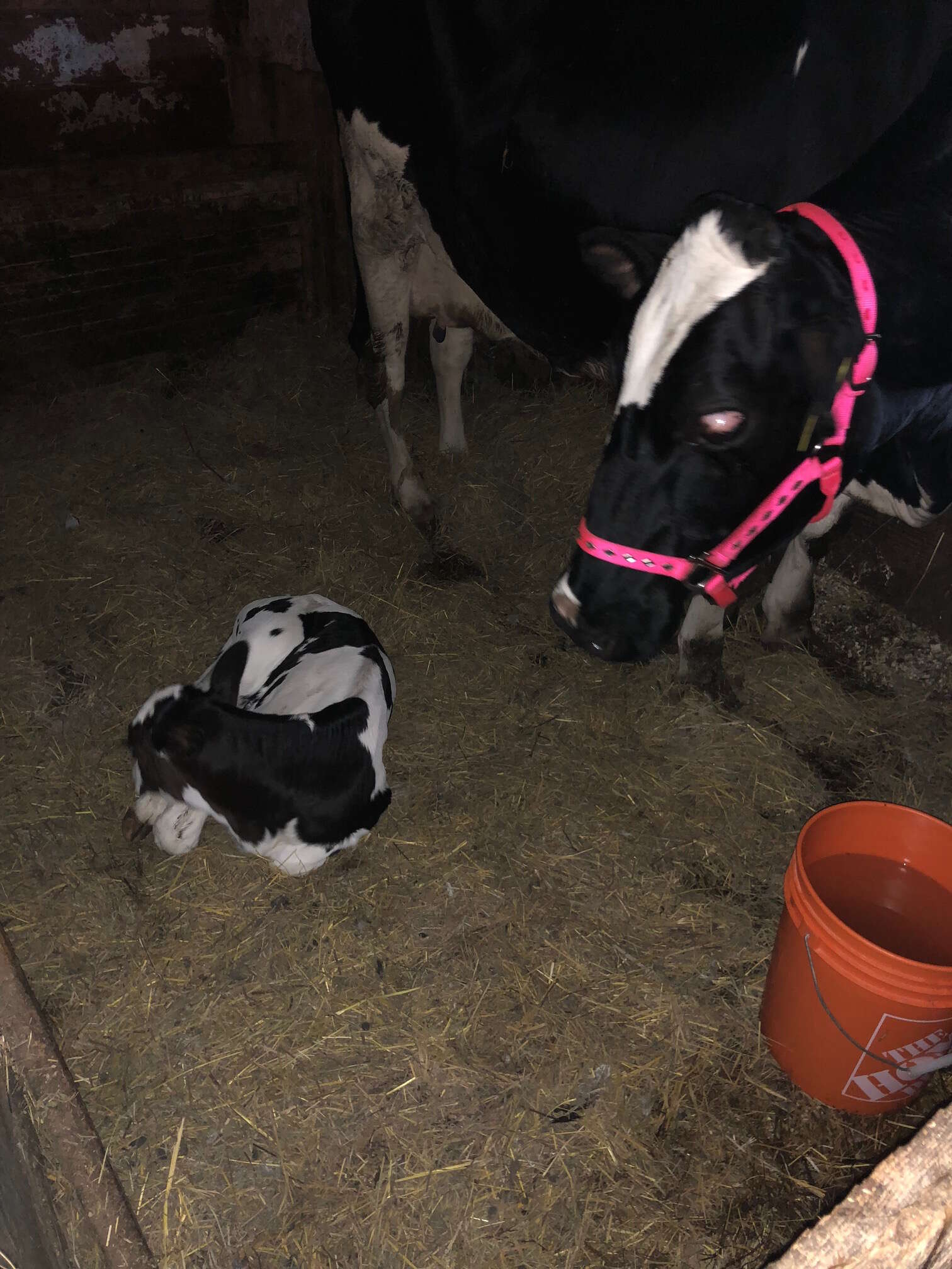 Cow and calf rescued from dairy farm