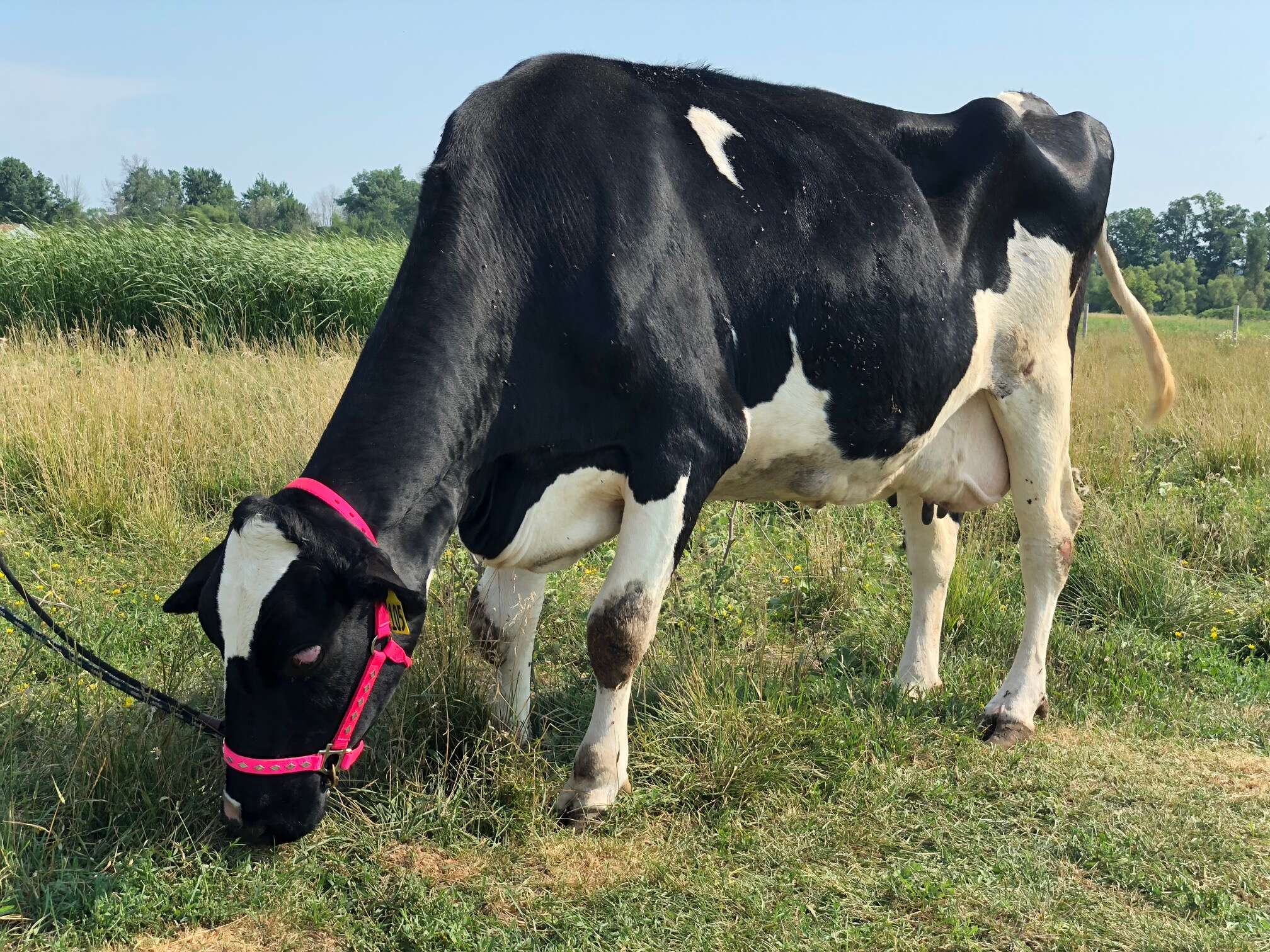 Blind cow saved from dairy farm