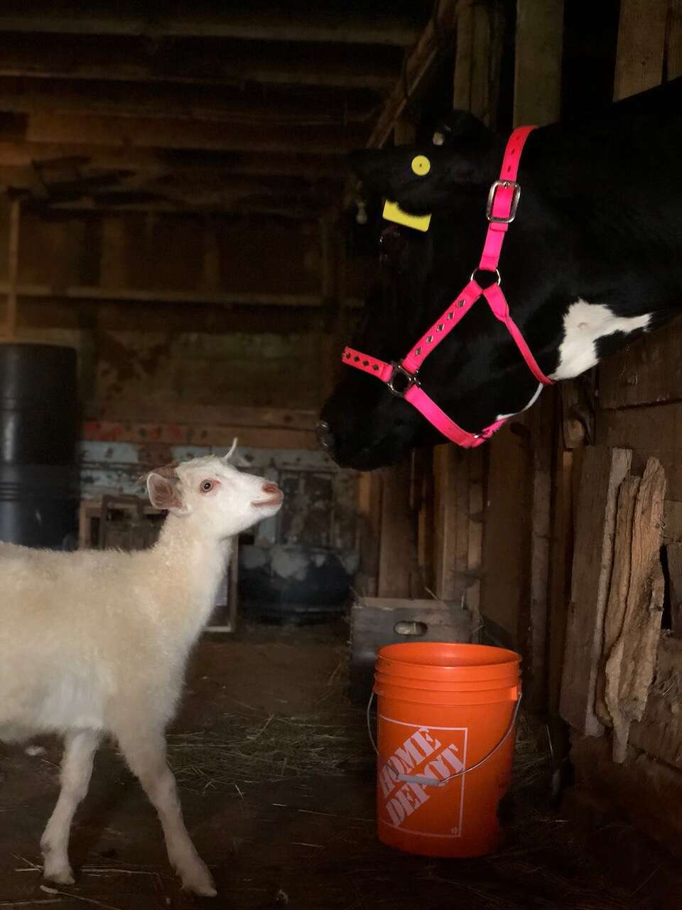 Blind cow meets new friends at sanctuary