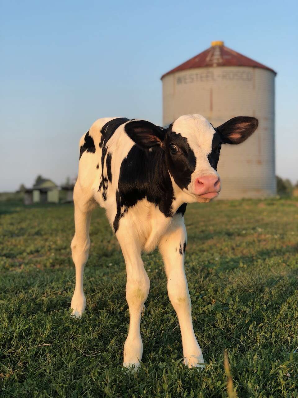 Calf saved from dairy farm