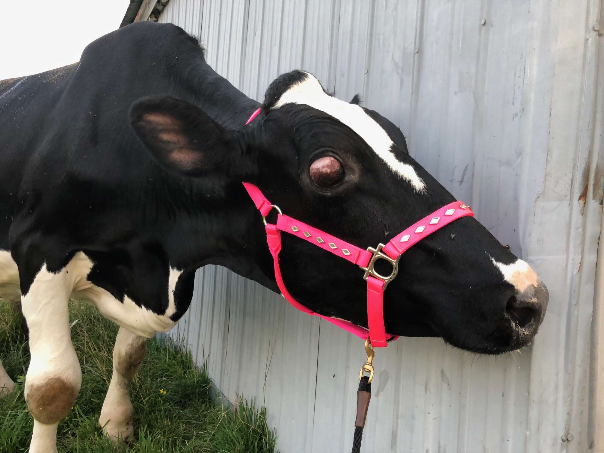 Old blind cow saved from dairy farm